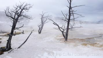 Dead trees embedded in calcium carbonate deposits in the travertine terraces of Mammoth Hot Springs, near Minerva terrace .  Over two tons of calcium carbonate (in solution) is deposited each day on the terraces, gradually killing any vegetation that had managed to be growing, Yellowstone National Park, Wyoming