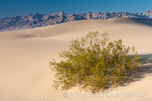 Sand Dunes, California.  Near Stovepipe Wells lies a region of sand dunes, some of them hundreds of feet tall.