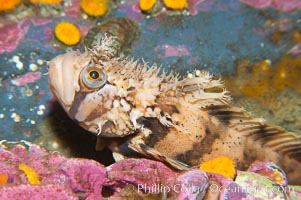 Decorated warbonnet.  The elaborate cirri on the warbonnets head may help to camoflage it among the rocks and crevices that it inhabits, Chirolophis decoratus