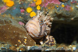 Decorated warbonnet.  The elaborate cirri on the warbonnets head may help to camoflage it among the rocks and crevices that it inhabits, Chirolophis decoratus