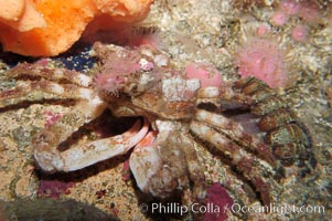 Decorator crab, Loxorhynchus crispetus