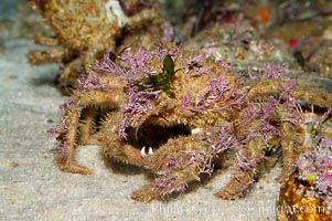 Decorator crab, Loxorhynchus crispetus