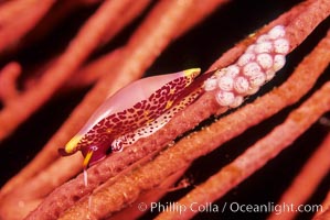 Simnia and egg cluster on gorgonian, Delonovolva aequalis, Anacapa Island