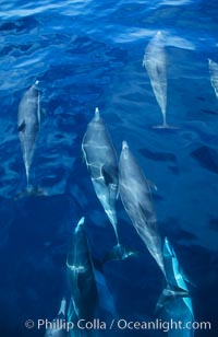 Common dolphin, Delphinus delphis, San Diego, California