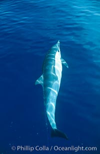 Pacific common dolphin, Delphinus delphis, San Diego, California
