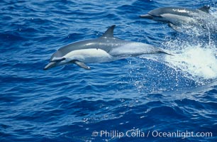 Common dolphin leaping (porpoising), Delphinus delphis, San Diego, California