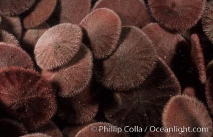 Sand dollars, Dendraster excentricus, La Jolla, California