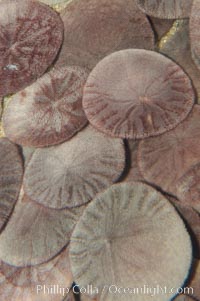 Sand dollars, Dendraster excentricus