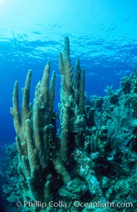 Pillar coral, Dendrogyra cylindrus, Roatan