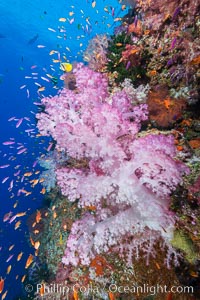 Colorful Dendronephthya soft coral and schooling Anthias fish on coral reef, Fiji, Dendronephthya, Pseudanthias, Vatu I Ra Passage, Bligh Waters, Viti Levu  Island