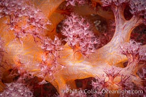 Dendronephthya soft coral detail including polyps and calcium carbonate spicules, Fiji, Dendronephthya, Namena Marine Reserve, Namena Island