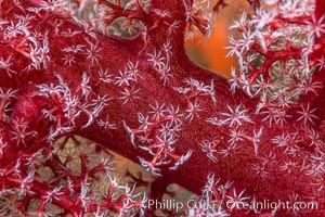 Dendronephthya soft coral detail including polyps and calcium carbonate spicules, Fiji, Dendronephthya, Namena Marine Reserve, Namena Island