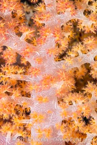 Dendronephthya soft coral detail including polyps and calcium carbonate spicules, Fiji