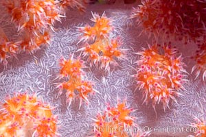 Dendronephthya soft coral detail including polyps and calcium carbonate spicules, Fiji