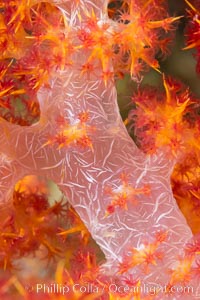 Dendronephthya soft coral detail including polyps and calcium carbonate spicules, Fiji, Dendronephthya