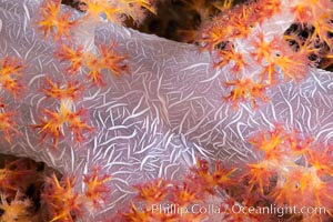 Dendronephthya soft coral detail including polyps and calcium carbonate spicules, Fiji