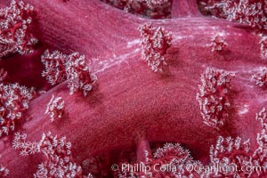 Dendronephthya soft coral detail including polyps and calcium carbonate spicules, Fiji, Dendronephthya, Namena Marine Reserve, Namena Island