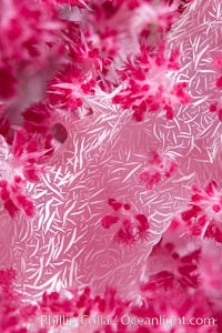 Dendronephthya soft coral detail including polyps and calcium carbonate spicules, Fiji, Dendronephthya