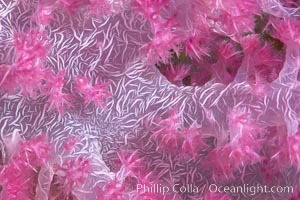 Dendronephthya soft coral detail including polyps and calcium carbonate spicules, Fiji, Dendronephthya, Namena Marine Reserve, Namena Island