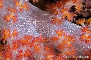 Dendronephthya soft coral detail including polyps and calcium carbonate spicules, Fiji, Dendronephthya