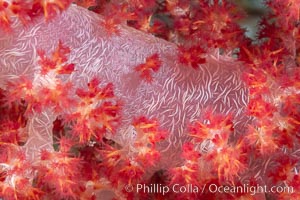 Dendronephthya soft coral detail including polyps and calcium carbonate spicules, Fiji, Dendronephthya