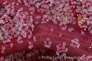 Dendronephthya soft coral detail including polyps and calcium carbonate spicules, Fiji, Dendronephthya