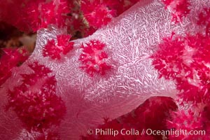 Dendronephthya soft coral detail including polyps and calcium carbonate spicules, Fiji, Dendronephthya