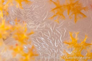 Dendronephthya soft coral detail including polyps and calcium carbonate spicules, Fiji, Dendronephthya