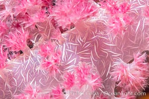 Dendronephthya soft coral detail including polyps and calcium carbonate spicules, Fiji, Dendronephthya, Namena Marine Reserve, Namena Island