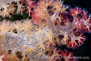 Dendronephthya soft coral detail including polyps and calcium carbonate spicules, Fiji, Dendronephthya, Namena Marine Reserve, Namena Island