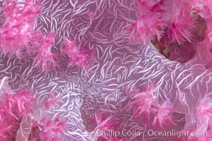 Dendronephthya soft coral detail including polyps and calcium carbonate spicules, Fiji, Dendronephthya, Namena Marine Reserve, Namena Island