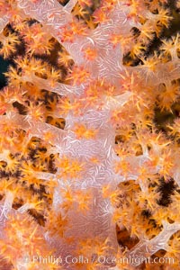 Dendronephthya soft coral detail including polyps and calcium carbonate spicules, Fiji, Dendronephthya, Namena Marine Reserve, Namena Island