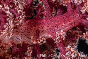 Image 35004, Dendronephthya soft coral detail including polyps and calcium carbonate spicules, Fiji. Namena Marine Reserve, Namena Island, Dendronephthya, Phillip Colla, all rights reserved worldwide. Keywords: alcyonacea, animal, animalia, anthozoa, carnation coral, cnidaria, coral, coral reef, dendronephthya, fiji, fiji islands, fijian islands, island, marine, marine invertebrate, namena island, namena marine reserve, nature, nephtheidae, ocean, oceania, pacific, pacific ocean, polyp, reef, soft coral, south pacific, spicule, tree coral, tropical, underwater.