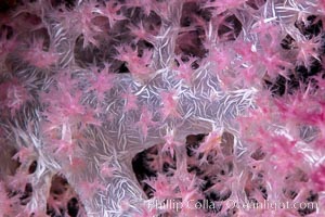 Dendronephthya soft coral detail including polyps and calcium carbonate spicules, Fiji, Dendronephthya, Namena Marine Reserve, Namena Island