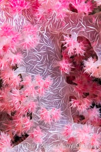 Dendronephthya soft coral detail including polyps and calcium carbonate spicules, Fiji, Dendronephthya, Namena Marine Reserve, Namena Island