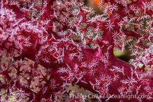 Dendronephthya soft coral detail including polyps and calcium carbonate spicules, Fiji. Namena Marine Reserve, Namena Island, Dendronephthya, natural history stock photograph, photo id 35009