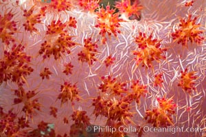Dendronephthya soft coral detail including polyps and calcium carbonate spicules, Fiji, Dendronephthya, Makogai Island, Lomaiviti Archipelago