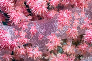 Dendronephthya soft coral detail including polyps and calcium carbonate spicules, Fiji, Dendronephthya, Makogai Island, Lomaiviti Archipelago