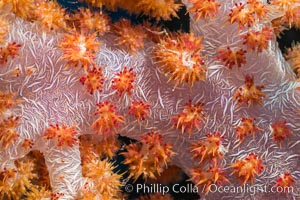 Dendronephthya soft coral detail including polyps and calcium carbonate spicules, Fiji, Dendronephthya, Makogai Island, Lomaiviti Archipelago