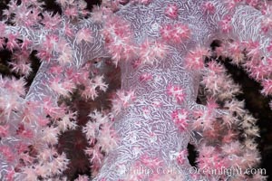 Dendronephthya soft coral detail including polyps and calcium carbonate spicules, Fiji. Makogai Island, Lomaiviti Archipelago, Dendronephthya, natural history stock photograph, photo id 31568