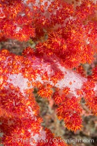 Dendronephthya soft coral detail including polyps and calcium carbonate spicules, Fiji, Dendronephthya, Makogai Island, Lomaiviti Archipelago