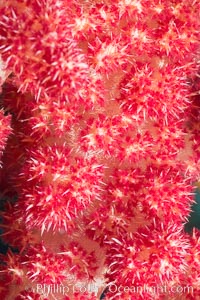 Dendronephthya soft coral detail including polyps and calcium carbonate spicules, Fiji, Dendronephthya, Makogai Island, Lomaiviti Archipelago