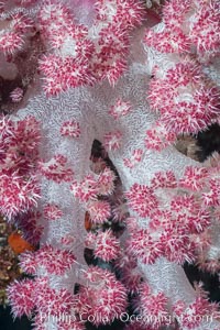 Dendronephthya soft coral detail including polyps and calcium carbonate spicules, Fiji, Dendronephthya, Makogai Island, Lomaiviti Archipelago