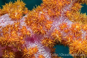 Dendronephthya soft coral detail including polyps and calcium carbonate spicules, Fiji, Dendronephthya, Makogai Island, Lomaiviti Archipelago