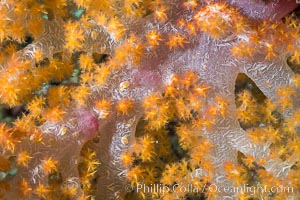 Dendronephthya soft coral detail including polyps and calcium carbonate spicules, Fiji, Dendronephthya, Makogai Island, Lomaiviti Archipelago