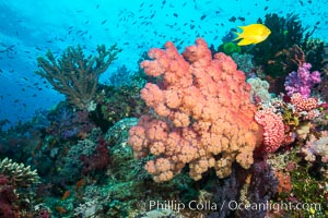 Dendronephthya soft coral inflated in ocean current, filtering plankton, Fiji, Dendronephthya, Namena Marine Reserve, Namena Island