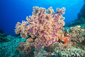 A Large Dendronephthya Soft Coral extends into ocean currents to grasp passing planktonic food, Fiji