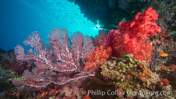 Dendronephthya soft corals and alcyonacea gorgonian sea fans, on pristine south Pacific coral reef, Fiji, Dendronephthya, Gorgonacea, Namena Marine Reserve, Namena Island