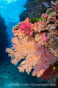 Dendronephthya soft corals and alcyonacea gorgonian sea fans, on pristine south Pacific coral reef, Fiji, Dendronephthya, Gorgonacea