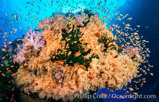 Colorful Dendronephthya soft corals and schooling Anthias fish on coral reef, Fiji